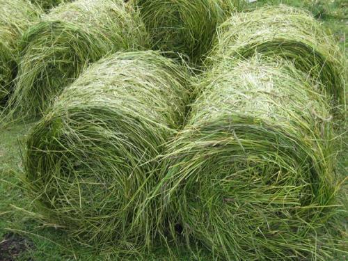 優(yōu)質(zhì)高產(chǎn)牧草，冬牧70黑麥草種植時間