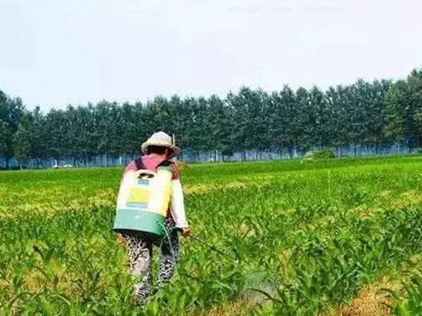 墨西哥玉米草出苗成活率是什么原因，怎么樣提高成活率？