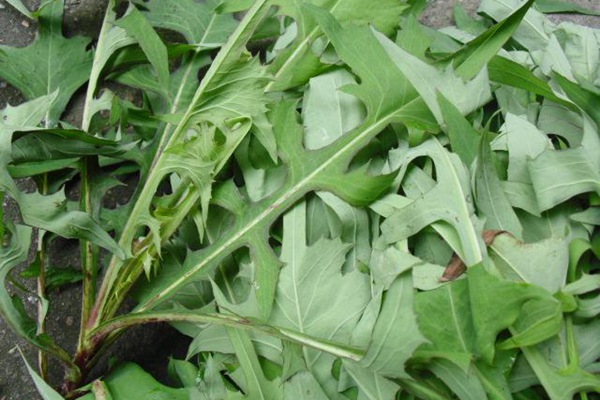 苦荬菜種子怎么進(jìn)行種植比較好？