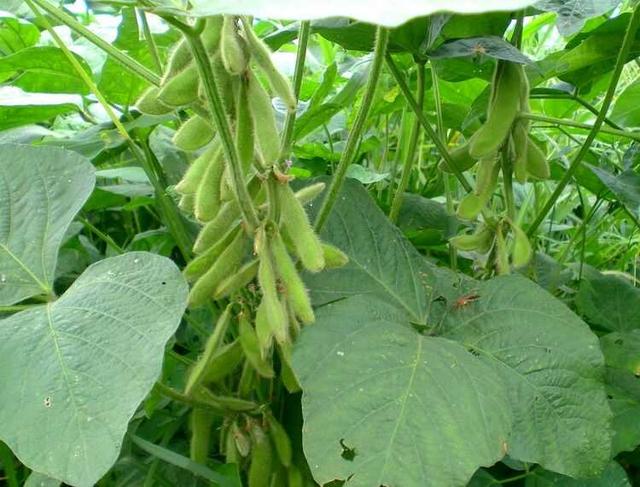 黑豆種植方法有哪些？什么時(shí)候播種比較合適？