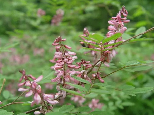 多花木蘭--常用護(hù)坡灌木種子栽培技術(shù)