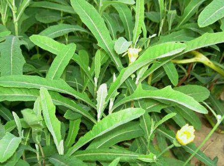苦荬菜怎樣種植效果好？怎么種植可以高產(chǎn)量