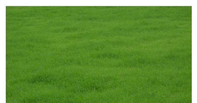 野牛草種植這幾個(gè)步驟一定要掌握好，種植就比較簡單