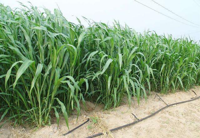 高丹草是優(yōu)質(zhì)的牧草，哪里有多年生的高丹草種子