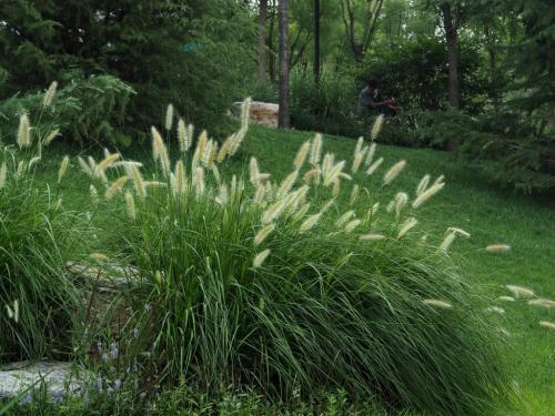 狼尾草種植技術(shù)是什么，有什么需要注意的