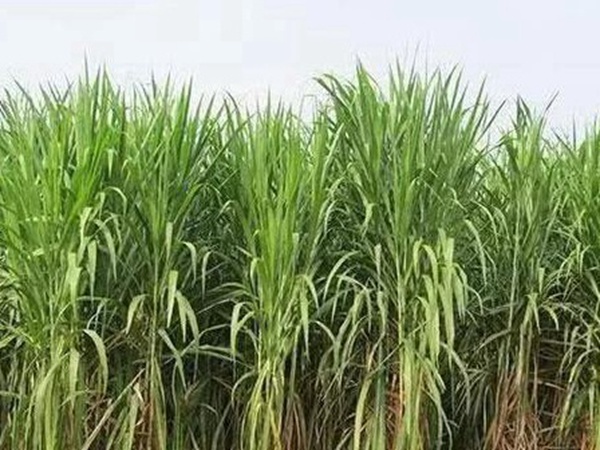 皇竹草種植經(jīng)濟(jì)效益是什么？有什么作用？