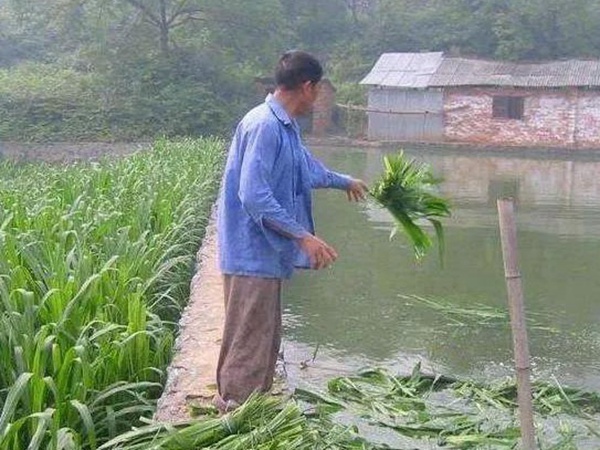 養(yǎng)魚種什么草種好？皇竹草喂草魚效果好，有什么方法