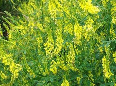 草木犀種植方法及特點(diǎn)介紹，什么時(shí)候種植比較好