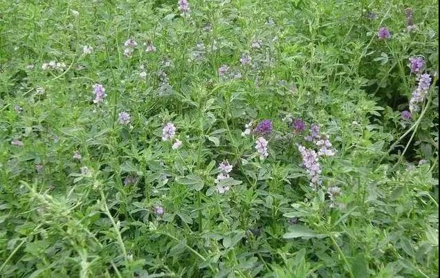 養(yǎng)牛最適合種植什么牧草比較好？種植方法是什么？