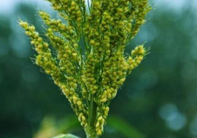 甜高梁種植技巧是什么，如何產(chǎn)量高