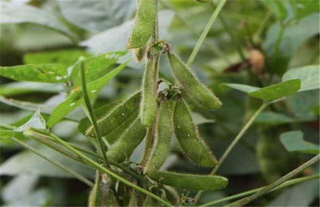 黑豆如何種植？種植方法是什么？有什么需要注意的？