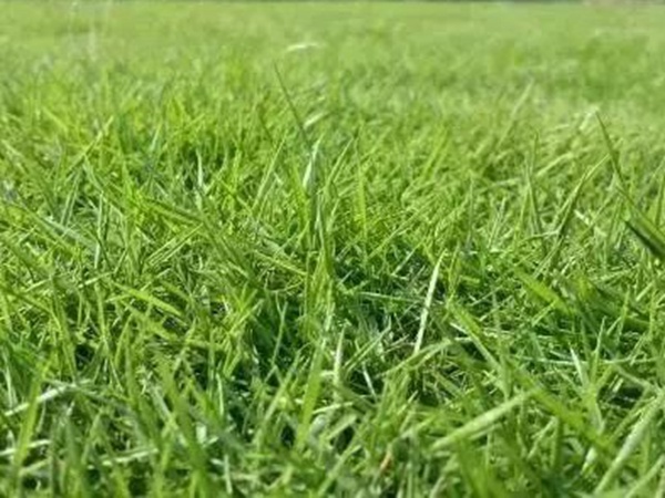 不同氣候地區(qū)怎么選擇綠化草種？有什么好的方法？