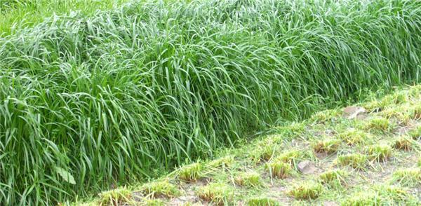 優(yōu)質(zhì)牧草——高丹草，種植高丹草種子如何高產(chǎn)？