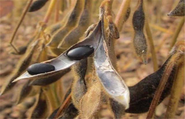 黑豆如何種植？種植方法是什么？有什么需要注意的？