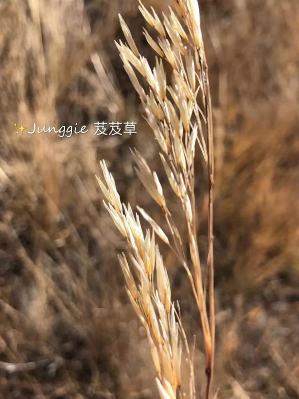 芨芨草飼用價值？——耐寒耐旱耐鹽堿