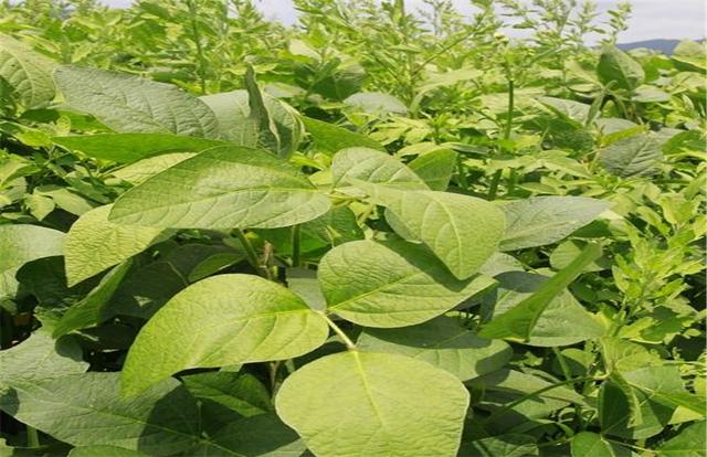 黑豆如何種植？種植方法是什么？有什么需要注意的？