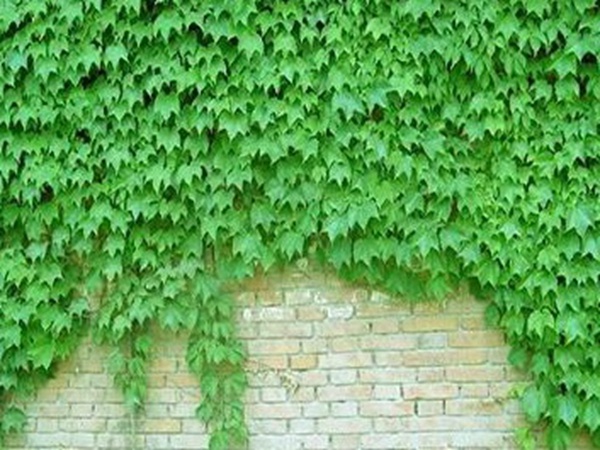 爬山虎如何種，爬山虎種植方法有哪些？