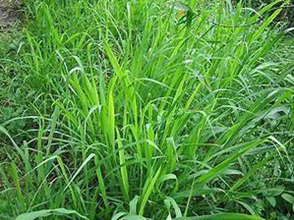 牧草要怎么種植比較好，有什么好的方法？