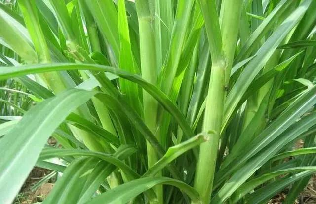 皇竹草養(yǎng)豬、喂雞可降低成本增加收入，栽培方法！