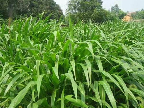 墨西哥玉米草種子種植技術(shù)，掌握好才能順利養(yǎng)殖