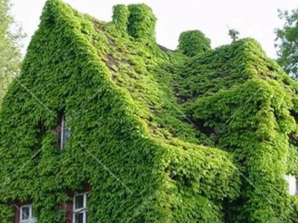 「爬山虎」的種植方法，有什么種植要求？