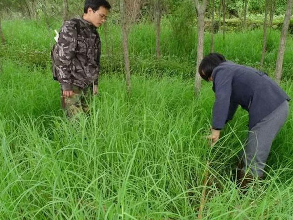 不同氣候地區(qū)怎么選擇綠化草種？有什么好的方法？