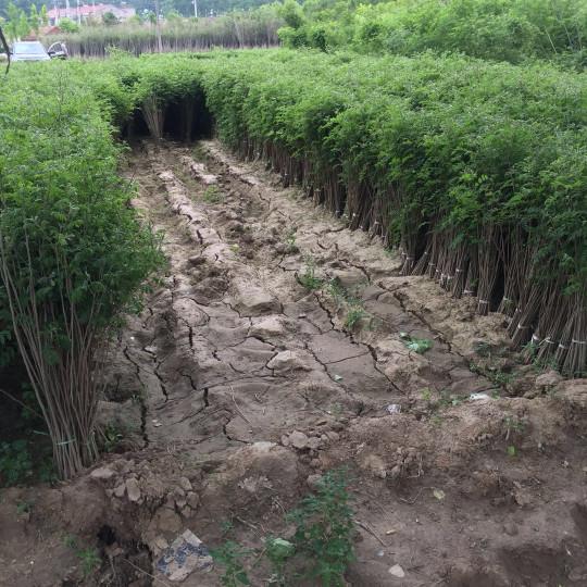 紫穗槐育苗產(chǎn)苗量高，繁育時(shí)間短，生長(zhǎng)速度快