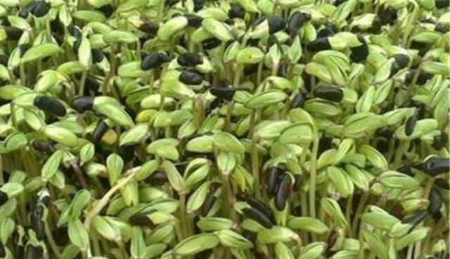 黑豆怎么樣種植？如何提高黑豆高產(chǎn)量？
