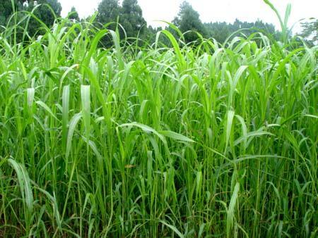 優(yōu)質(zhì)的牧草——蘇丹草，怎么種植可以高產(chǎn)
