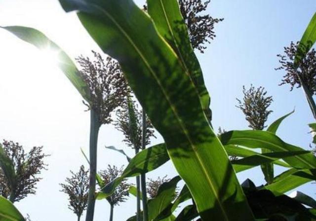 甜高梁種植技巧是什么，如何產(chǎn)量高