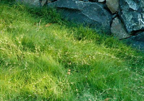 野牛草種植這幾個(gè)步驟一定要掌握好，種植就比較簡單