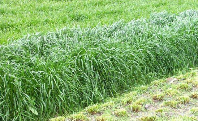 秋冬季節(jié)適合養(yǎng)殖種牧草嗎？種植什么牧草比較好？