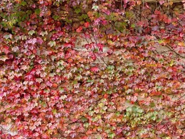 爬山虎種子怎么種？爬山虎種子多久發(fā)芽？
