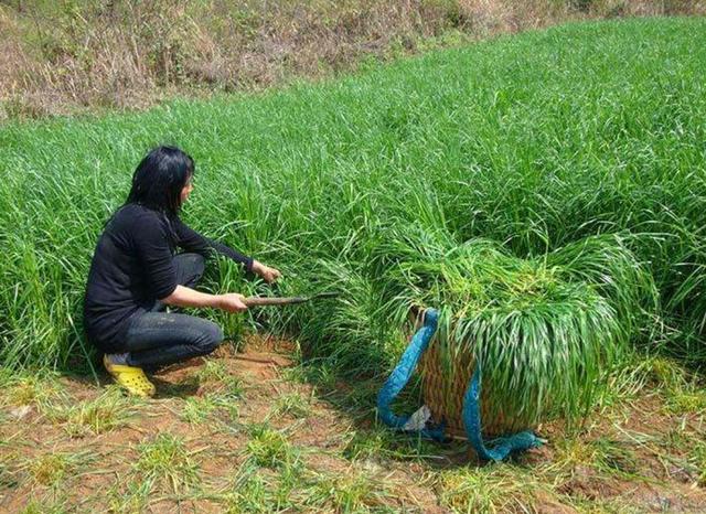 一次種植，多次收益的優(yōu)質(zhì)牧草——多年生黑麥草