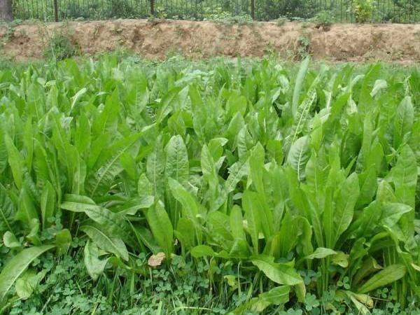 魯梅克斯牧草的優(yōu)缺點都有哪些？需要了解啥？