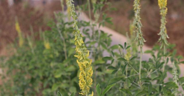 豬屎豆種植技術(shù)說(shuō)明，什么時(shí)候種植最佳？