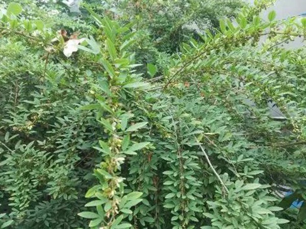 生態(tài)綠化種子有哪些，有什么需要注意的