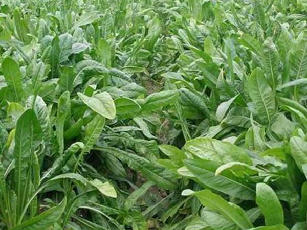魯梅克斯牧草的優(yōu)缺點都有哪些？需要了解啥？