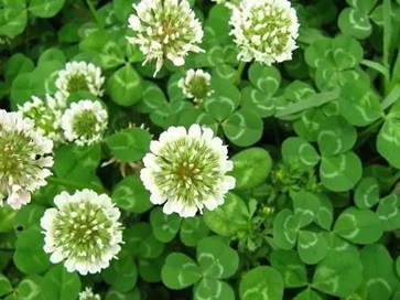 白三葉除草最強(qiáng)技術(shù)有哪些？