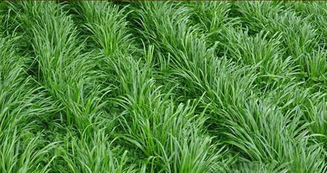優(yōu)質(zhì)高產(chǎn)牧草，冬牧70黑麥草種植時間