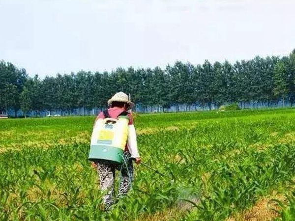 種植墨西哥玉米有這幾個(gè)要點(diǎn)，掌握好這幾個(gè)要點(diǎn)獲得高產(chǎn)量