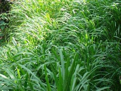 優(yōu)質(zhì)的牧草——蘇丹草，怎么種植可以高產(chǎn)