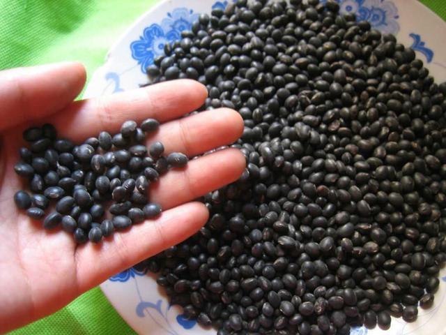黑豆種植方法有哪些？什么時(shí)候播種比較合適？