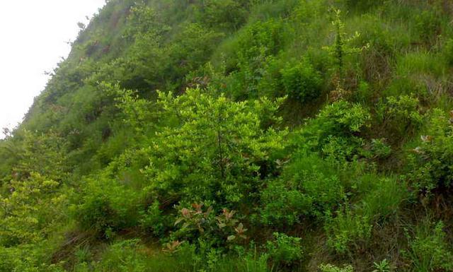 豬屎豆種植技術(shù)說(shuō)明，什么時(shí)候種植最佳？
