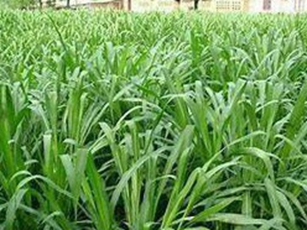 牧草要怎么種植比較好，有什么好的方法？