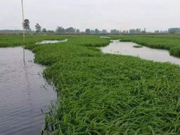 小米草怎么樣才能提高小龍蝦養(yǎng)殖效益？小米草種植怎么管理比較合適？