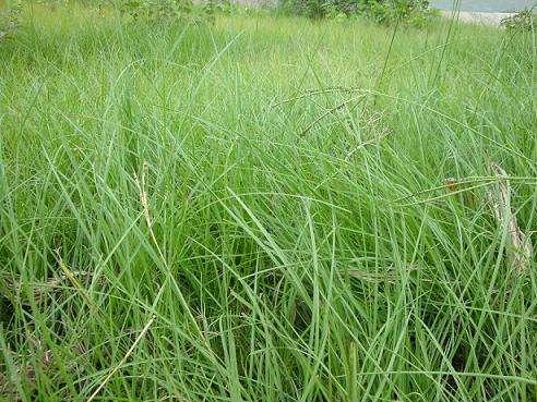 百喜草如何種植，種植方法是什么？