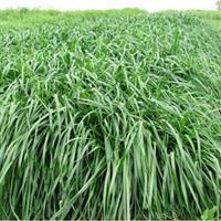 秋冬季節(jié)適合養(yǎng)殖種牧草嗎？種植什么牧草比較好？