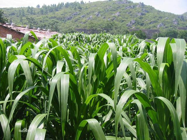 高丹草是優(yōu)質(zhì)的牧草，哪里有多年生的高丹草種子