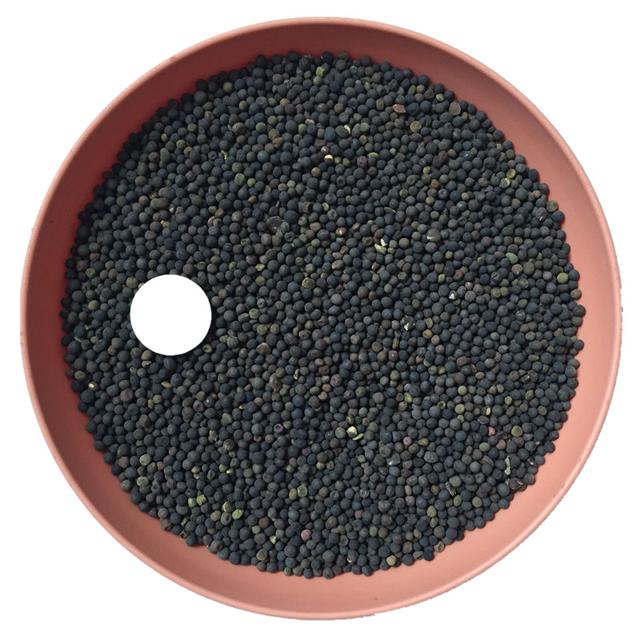 優(yōu)質(zhì)養(yǎng)蜂蜜源植物、牧草光葉紫花苕的種植技術(shù)